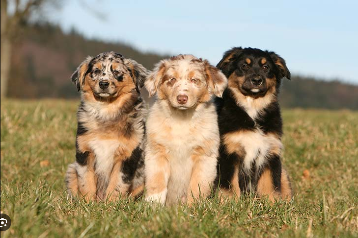 Dog Poop Pickup in Chelsea Michigan