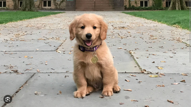 Dog Poop Pickup in Chelsea Michigan