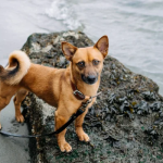 Dog Poop Pickup in Chelsea Michigan