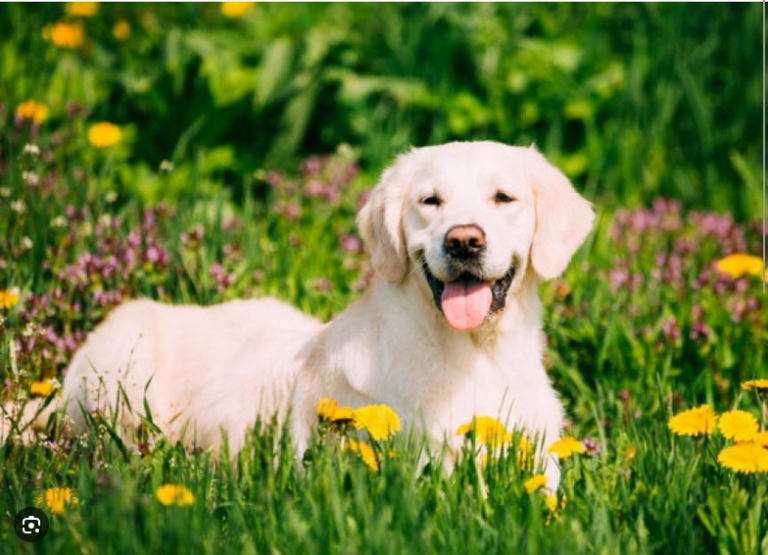 Dog Poop Pickup in Chelsea Michigan