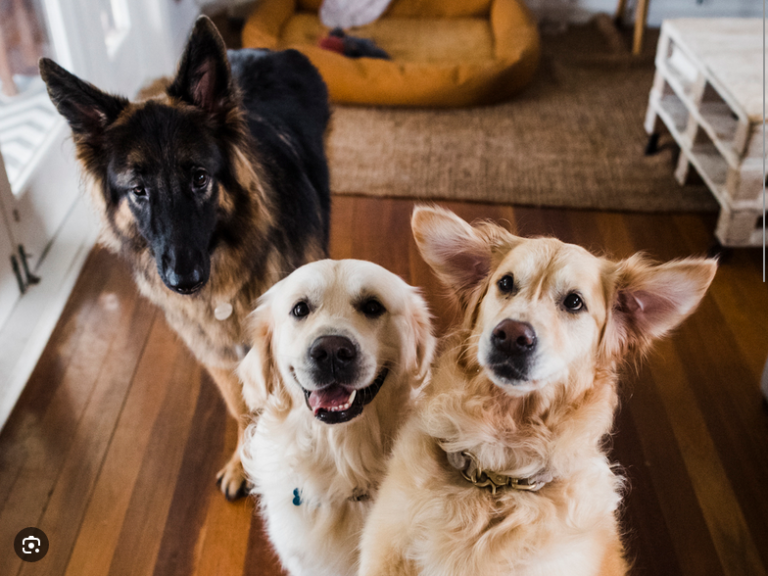 Dog Poop Pickup in Chelsea Michigan